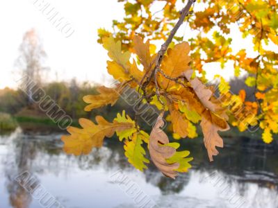 Tree with autumn leaves