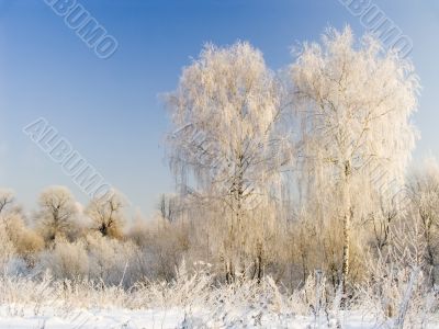 Two birches in hoarfrost