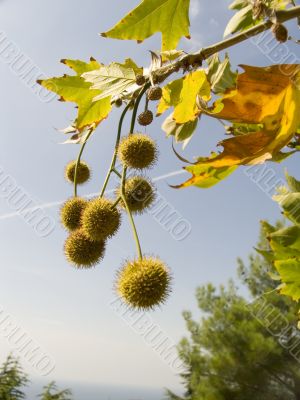 Freakish prickly round fruits