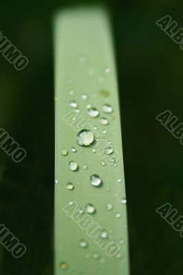 Drop of Grass