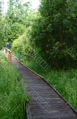 Woods Bridge