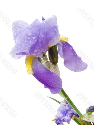 lower Iris lower Iris
