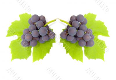 Some clusters of a grapes