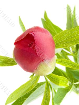 Bud of a peony