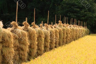 Autumn rice field perspective