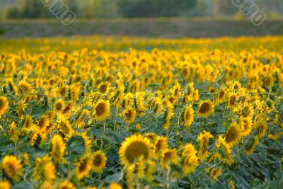 Sonnenblume | sunflowers