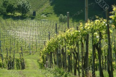 weinberg | vineyard