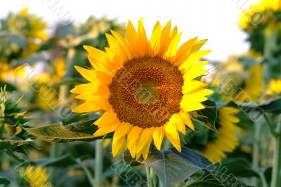 Sonnenblume | sunflowers