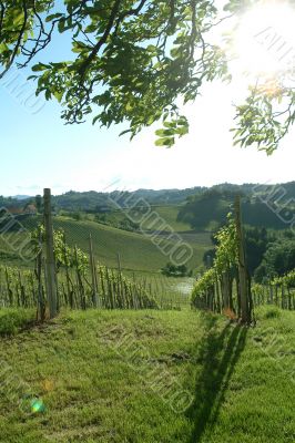 weinberg | vineyard