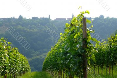 weinberg | vineyard