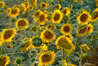 Sonnenblume | sunflowers