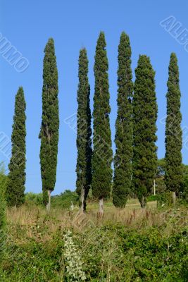 7 zypresse | 7 cypresses