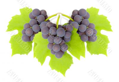 Some clusters of a grapes