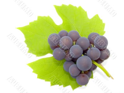 Cluster of a grapes