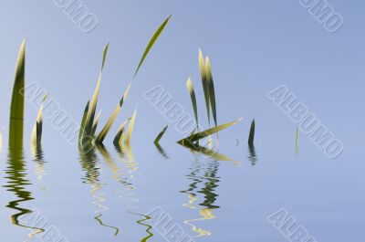 grass
