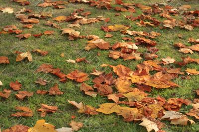 Grass and leaf autumn carpet Grass and leaf autumn carpet