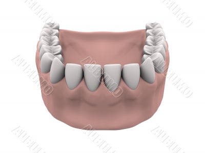 Lower teeth with gums