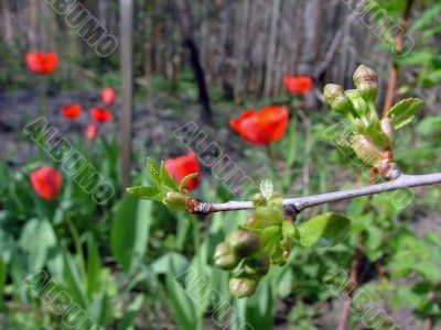 Buds of aple trees by early springtime