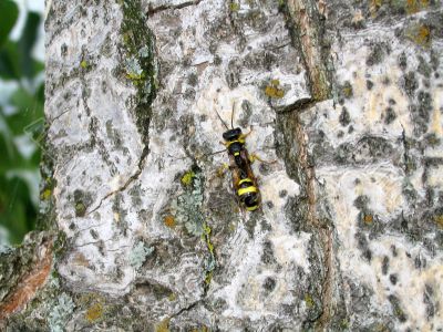 Wasp on birch