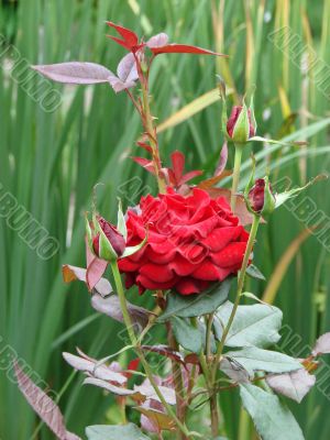 Blooming scarlet red rose flower