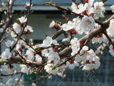 Spring blossom of apricote tree white flowers