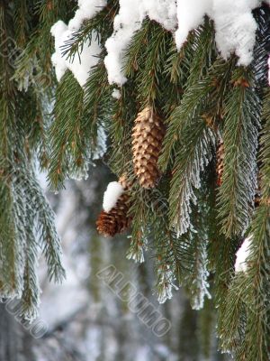 snow-covered fur-tree branch with cones