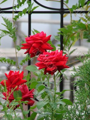 Blooming scarlet red rose flower