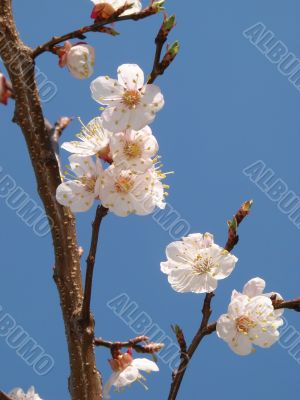 Spring blossom of apricote tree