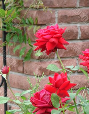 Blooming scarlet red rose flower