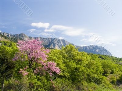 Pink tree