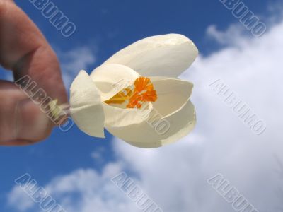 Blossoming Blossoming