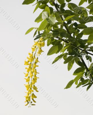 Flowers of an acacia