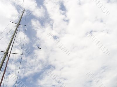 In the sea sky In the sea sky