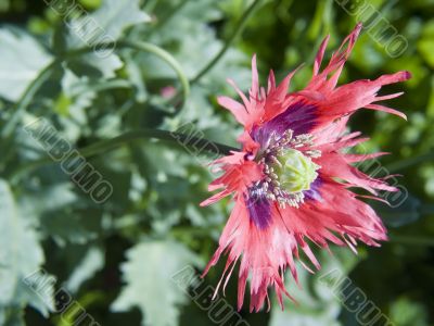 Flowering of a poppy