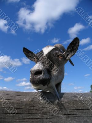 Head of a goat