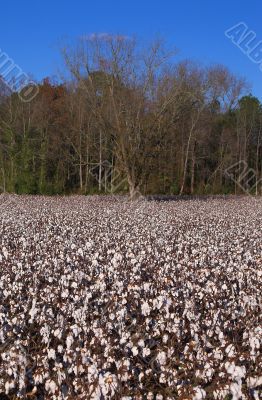 cotton field