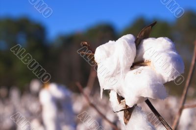 cotton boll