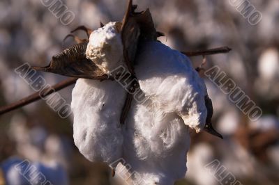 cotton boll