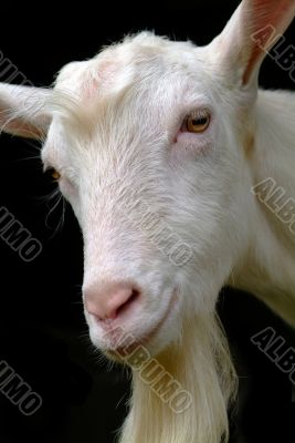 ziege | goat
