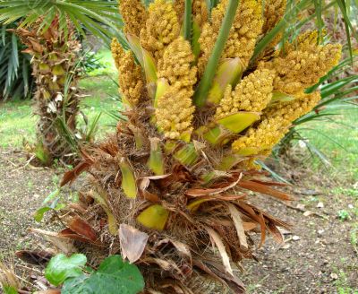 Blossoming palm tree