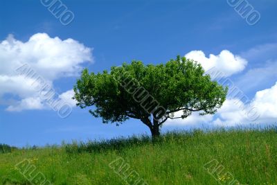 baum mit Himmel | tree and sky
