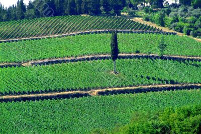 toskana | toscana