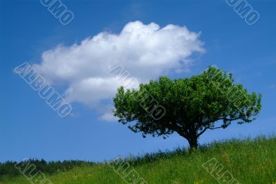 baum mit Himmel