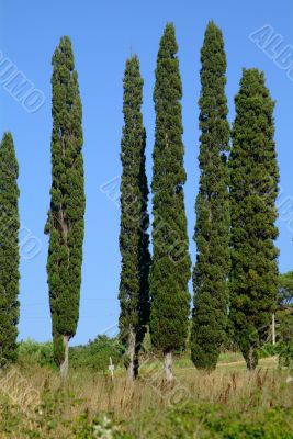 zypresse 6 | 6 cypresses