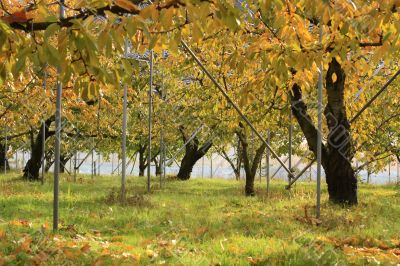 Fruit growing farm