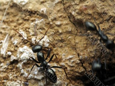 Black ant