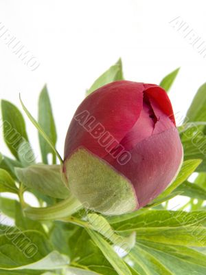 Claret bud of a peony