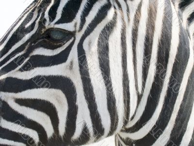 Zebra close up