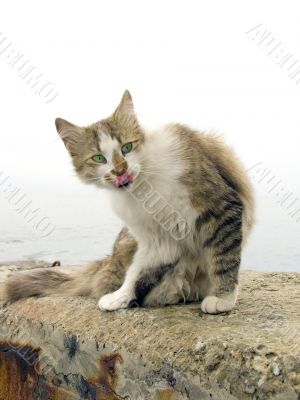 Cat on a coast of the salty sea