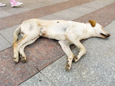 Sleeping dog. Sleeping dog.
